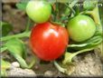 red cherry tomato