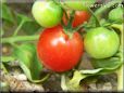 red cherry tomato