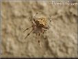 orange horned spider