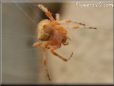 orange horned spider