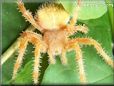 orange horned spider