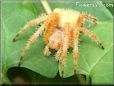 orange horned spider