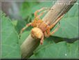 orange horned spider