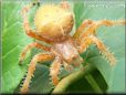 orange horned spider