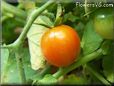 orange cherry tomato