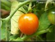 orange cherry tomato pictures