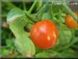 red cherry tomato