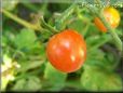 red cherry tomato