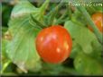 red cherry tomato