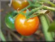 orange cherry tomato