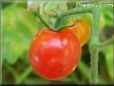 red cherry tomato