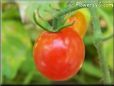 red cherry tomato pictures