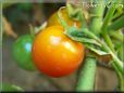 orange cherry tomato