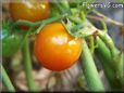 orange cherry tomato