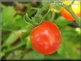 red cherry tomato