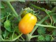 orange roma tomato