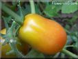 orange roma tomato