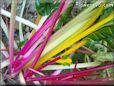  swiss chard stalk