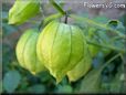 tomatillo