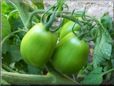 green roma tomato