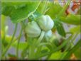  nasturtium seeds pictures