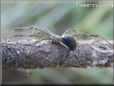 brown orange widow spider