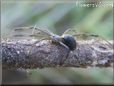 brown orange widow spider