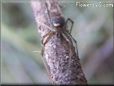 brown orange widow spider