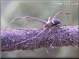 brown orange widow spider