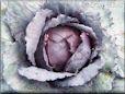 large red cabbage