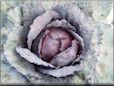 large red cabbage