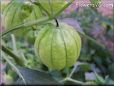 tomatillo