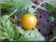 orange cherry tomato