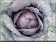 large red cabbage