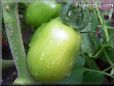 green roma tomato