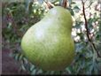 pear garden plant picture