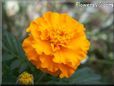 orange marigold flower