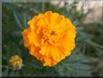 orange marigold flower