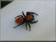 small red back jumping spider