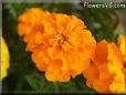 orange marigold flower