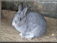  gray pet rabbit picture