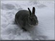  gray pet rabbit picture