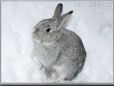  gray pet rabbit picture