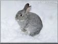  gray pet rabbit picture