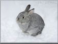  gray pet rabbit picture