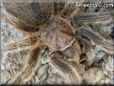 rose hair tarantula
