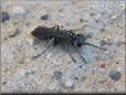 black wasp