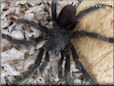 pink toe tarantula
