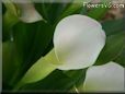 white calla lil flower