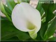 white calla lil flower